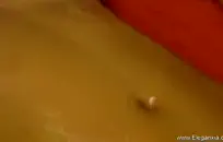 غنيمة كبيرة الدهون كذاب على فرنك بلجيكي الديك.